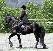 Cheval noir avec une cavalière sur son dos, au pas, vus de profil.