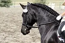 Tête d'un cheval noir en concours équipé d'un filet.