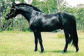 Cheval noir vu de profil, avec une encolure longue et portée assez bas.