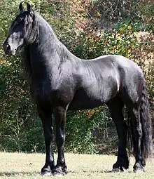 On voit un cheval noir portant son attention sur quelque chose