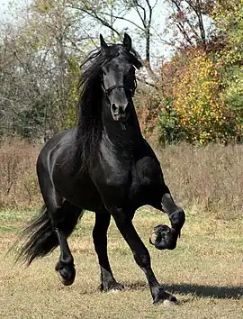 Étalon Frison dans son pré.