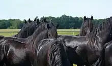 Partie supérieure de plusieurs chevaux noirs.