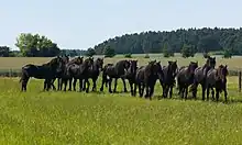 Groupe de chevaux noirs