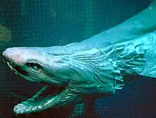La tête d'un requin-lézard conservé avec la bouche grande ouverte