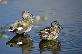 Couple de Canards chipeaux.