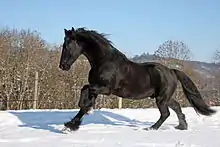 Un cheval noir galope librement dans la neige.