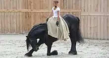 Un cheval noir faisant la révérence, monté par une cavalière.