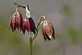 Fritillaria biflora