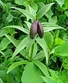 Fritillaria camschatcensis