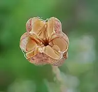 Fruit mature