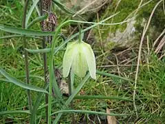 Variété à fleur blanche