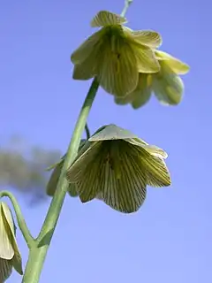 Exemplaire albinos de Fritillaria persica