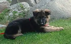 Chiot berger allemand âgé de neuf semaines