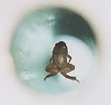 Lévitation magnétique d'une grenouille vivante, expérience qui a permis à André Geim et Michael Berry de recevoir le prix Ig Nobel.