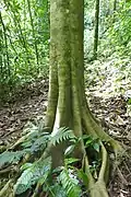 Ceiba pentandra, le fromager.