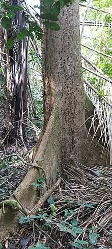 Fromager (Pied arbre ) à Hikoadjom