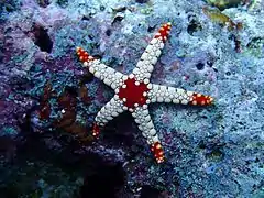 Une étoile de mer à nodules (Fromia nodosa)