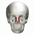 Le processus frontal gauche représenté en rouge.