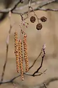 Fleurs mâles (châton) et fleurs femelles.