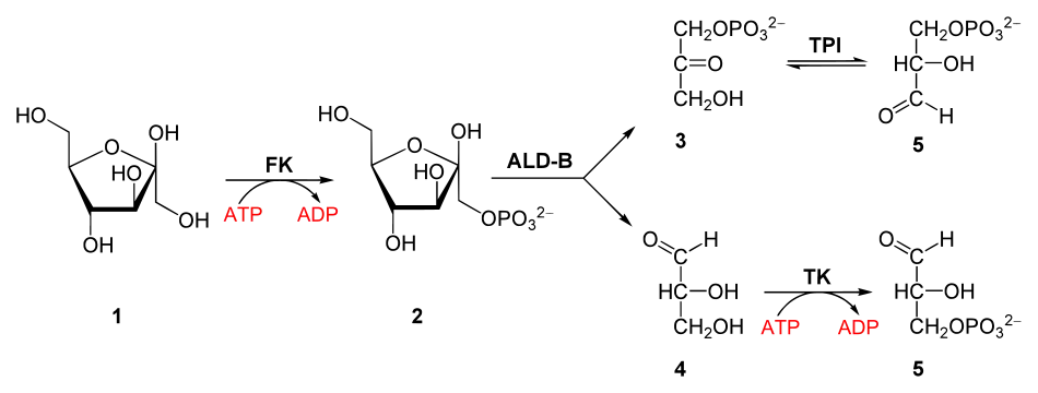 Dégradation du fructose par la glycolyse.1 : fructose. FK : fructokinase. 2 : fructose-1-phosphate. ALD-B : aldolase B. 3 : dihydroxyacétone phosphate. TPI : triose-phosphate isomérase. 4 : glycéraldéhyde. TK : triokinase (en). 5 : glycéraldéhyde-3-phosphate.