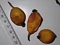 Fruits murs de Trymatococcus amazonicus