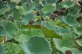 Fruits du lotus et feuilles peltées à la nervure rayonnante