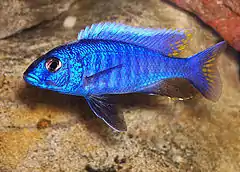 Exemple de poisson, ici de la famille des Cichlidae rencontré dans le lac Malawi Sciaenochromis fryeri