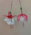 Fuchsia à fleurs doubles