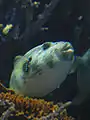 Fugu