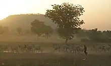 La photo représente des bergers africains poussant leur bétail. Les détails sont floutés par le crépuscule et la poussière soulevée par les bovins