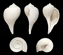 Fulguropsis radula (fossile)