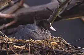 Foulque au nid