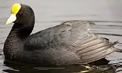 Foulque leucoptère (Fulica leucoptera)