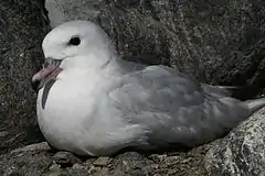 Fulmar antarctique