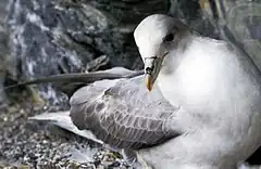 Fulmar boréal