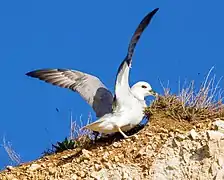 Fulmar boreal