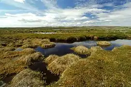 Zones humides sur le plateau de Fulufjället