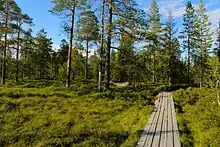 Forêt de conifères.