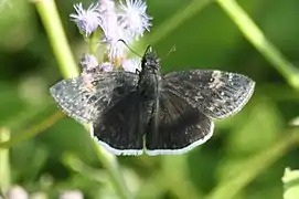 Erynnis funeralis