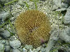 Corail champignon (Lobactis scutaria?)