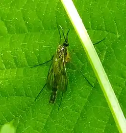 Keroplatidae indéterminé (Royaume-Uni)