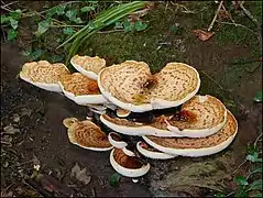 Polyporus dimidié