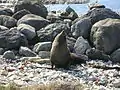 Une Otaries à fourrure sur la plage de Kaikoura