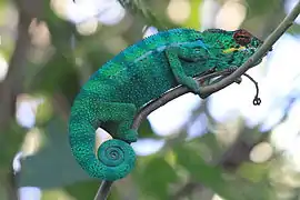 Mâle (Île de la Réunion)