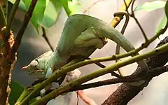 Description de l'image Furcifer_balteatus_-_Buffalo_Zoo.jpg.