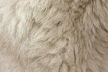 Photographie détaillée d'une fourrure blanche.