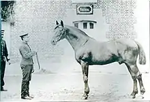 Photo noir et blanc d'un cheval vu de profil tenu par un homme en costume officiel.