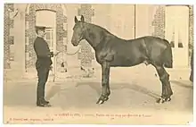 Photo noir et blanc d'un cheval vu de profil tenu par un homme en costume officiel.