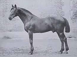 Photographie noir et blanc d'un cheval vu de profil.