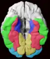 Gyrus fusiforme et gyri adjacents. Gyrus fusiforme ; gyrus inféro-temporal ; gyrus parahippocampique; gyrus lingual ; gyrus inféro-occipital.